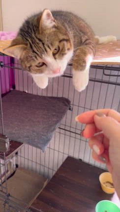 猫の握手会の記事動画