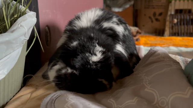 マメに暮らそうの記事動画