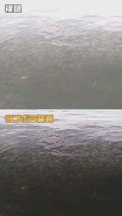 ひさびさの東京湾シーバスランカー便！ｂｙ宅配のめがねやさんの記事動画