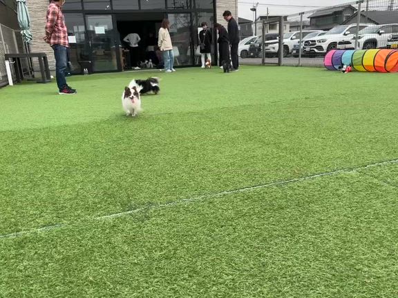 琴＆丸の最後のパピパの記事動画