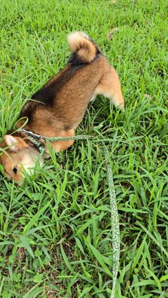 今日の運勢は❔ラッキーカラー❕　自然の記事動画