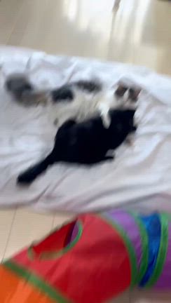 里親通信☘️菊丸君＆おはぎちゃんの記事動画