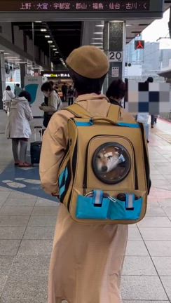 ひなこと一緒に紅葉の軽井沢への記事動画