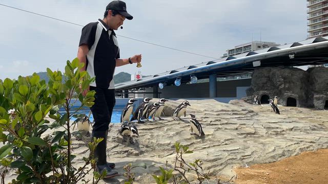 ③ 神戸須磨シーワールド  ペンギンのお散歩＆もぐもぐタイム♪の記事動画