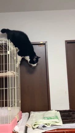 今日の推しニャン❤️ケム～番外編～の記事動画