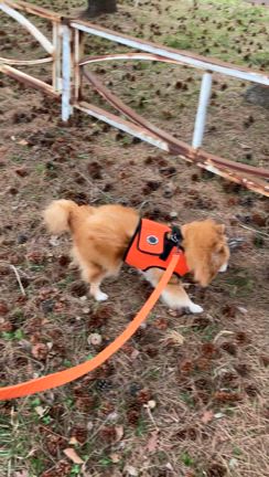 今日もこむさんぽの記事動画