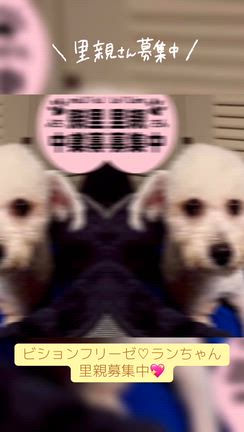 【正式譲渡】ビションフリーゼ♡ランちゃん（3歳）の記事動画