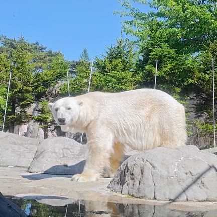 八木山動物園② 動画ありの記事動画