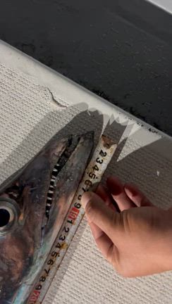 ナイトタチウオ便の記事動画