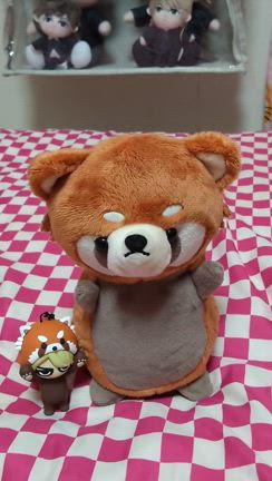 おしゃべりレッサーパンダ♥の記事動画