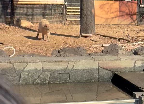 カピバラ温泉【自閉症児育児】の記事動画