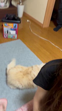 『防犯犬』の記事動画