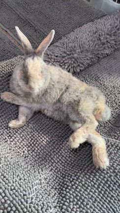 とよたんは広島じゃけん！の記事動画