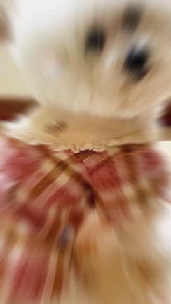 ありがとう、だいすきだよ（８）の記事動画