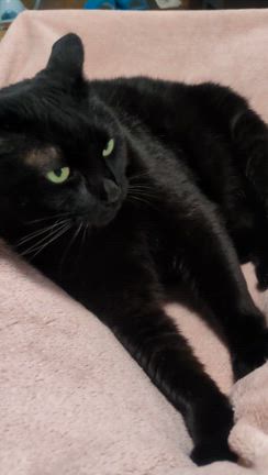 サリーちゃんの仕事(ΦωΦ)の記事動画