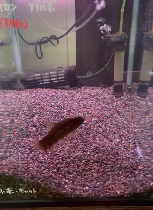 人工食べるようになりました！の記事動画