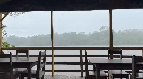 森のヒミツ。植物が雨を呼ぶ!？の記事動画