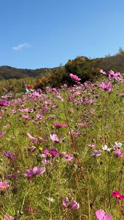 slow life 淡路島へただいまーの記事動画