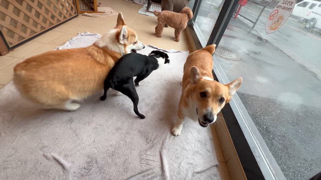 ※お知らせです※の記事動画