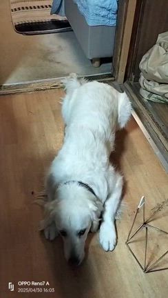 久しぶりの重さは・・の記事動画