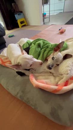 あすみちゃん正式譲渡の記事動画