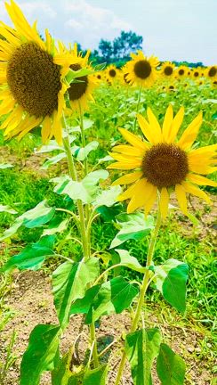 ひまわりの記事動画