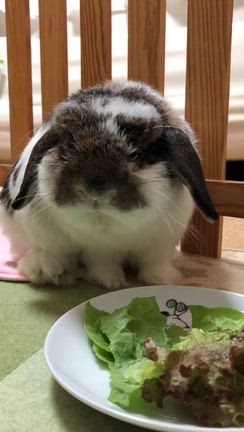 ずっと聞いてたい音の記事動画