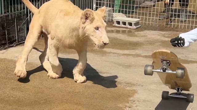 1番目お兄ちゃん来た　ホワイトライオン大喜びの記事動画