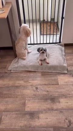 今年もモフモフふわふわに！の記事動画