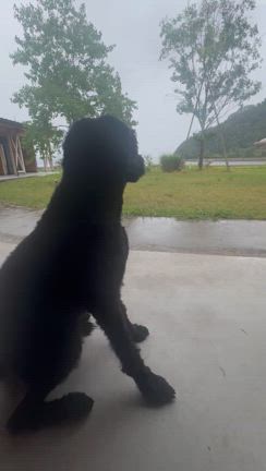 占い見てパン焼いての記事動画