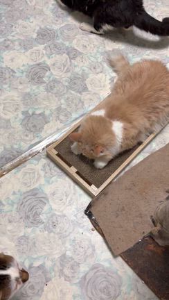 またたびでメロメロの記事動画