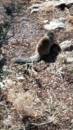 アメリカ旅行記①　グランドキャニオン！！の記事動画