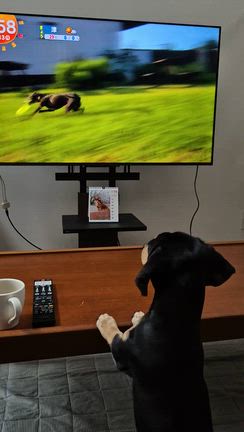 きょうのわんこの記事動画