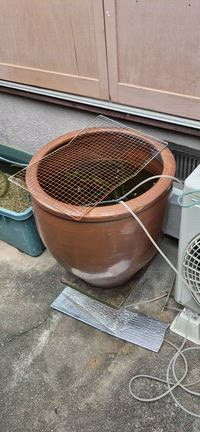 壺はお世話になっている先生へゆずるとキメたの記事動画