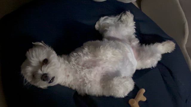 うわぁぁぁ⸜(◍´`◍)⸝の記事動画