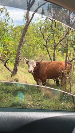 せめて半年に一度は大自然でリフレッシュの記事動画