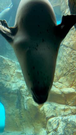 秋田県男鹿水族館GAOの記事動画