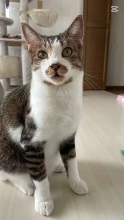 もしもの記事動画