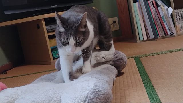 タロット再開は11/25からになりましたの記事動画