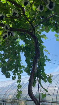 葡萄100%の記事動画