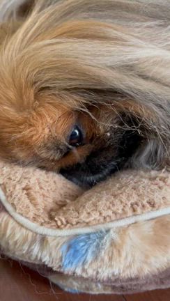 原因不明の震え⁉︎の記事動画