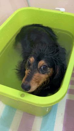 アクアゼオ温浴中のラテちゃんの記事動画