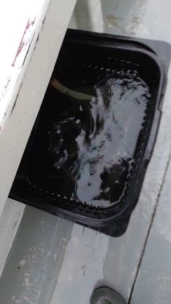 5㈬　湾内バチコン&サビキ便 束釣りに(^^)の記事動画