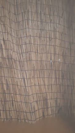 鈴虫の記事動画