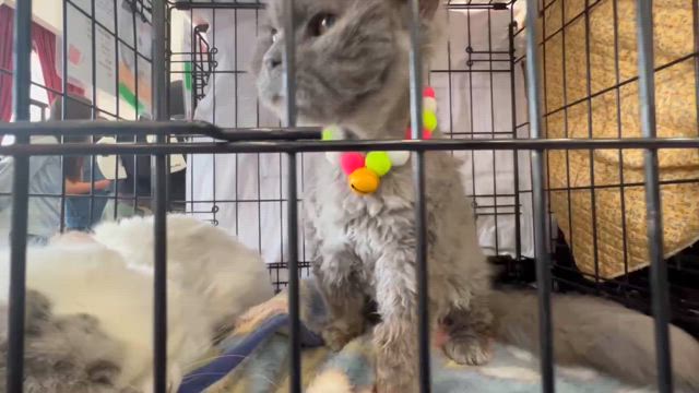 本日は譲渡会でした✨の記事動画