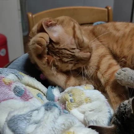 ありがとう大好きなしるこさんの記事動画