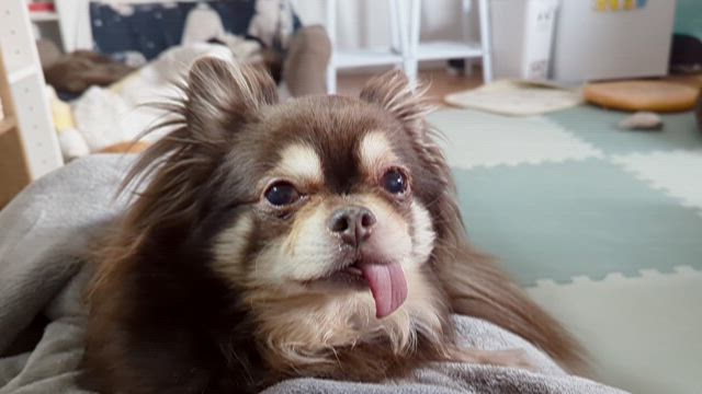 今日のケロたんの記事動画