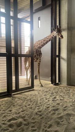 キリン館がオープンしました！の記事動画