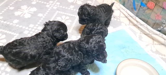 トイプードルの仔犬達ですの記事動画