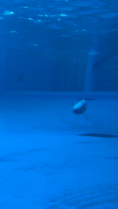 アクアワールド茨城県大洗水族館へ♪の記事動画